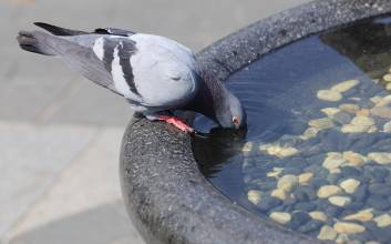 비둘기 귀엽다고 먹이 주면 이제 과태료 최대 100만원 문다